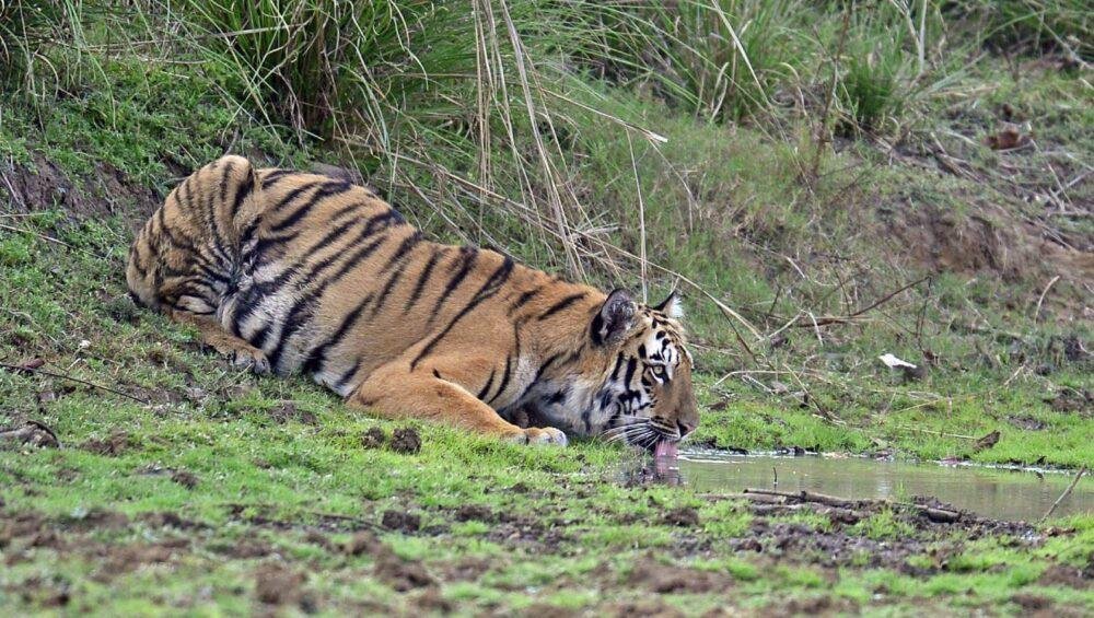 Tadoba National Park Tiger
