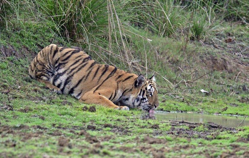 Tadoba Pench Wildlife Tour