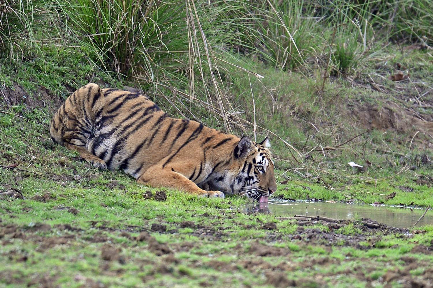 Tadoba National Park Tiger