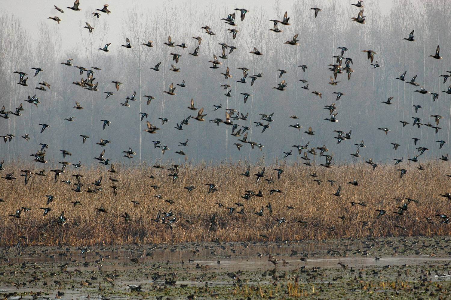 Hokersar Birds Kashmir