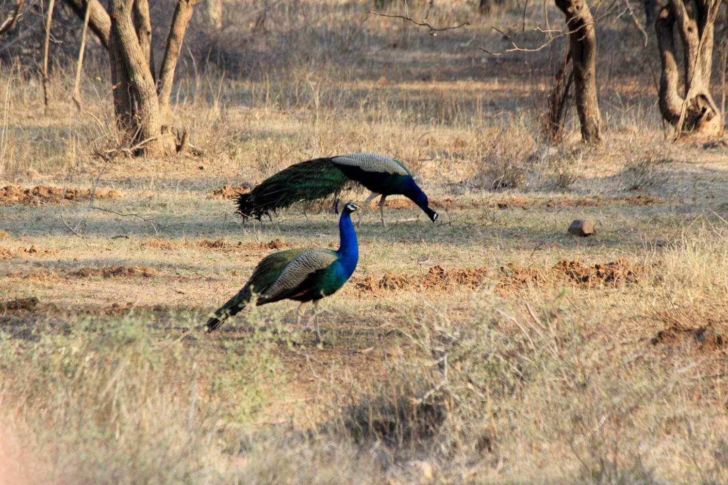 Ranthambore Bird Watching