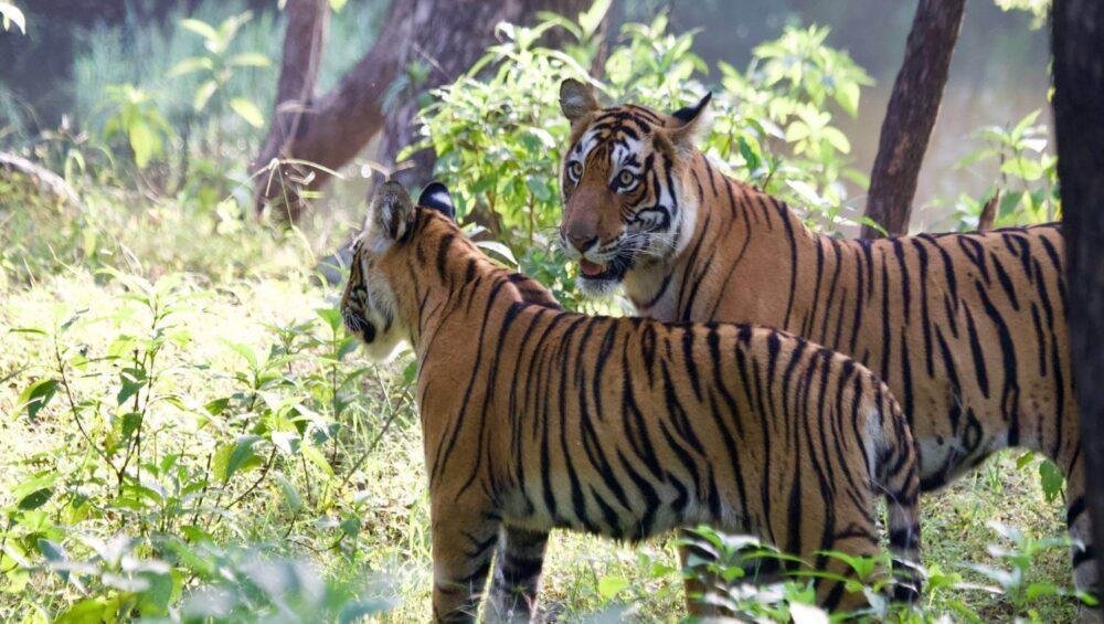 Ranthambore Family Jungle Safari