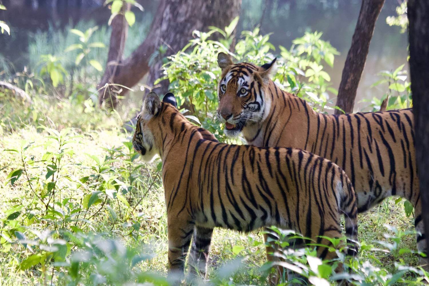 Ranthambore National Park Opening Dates 2025