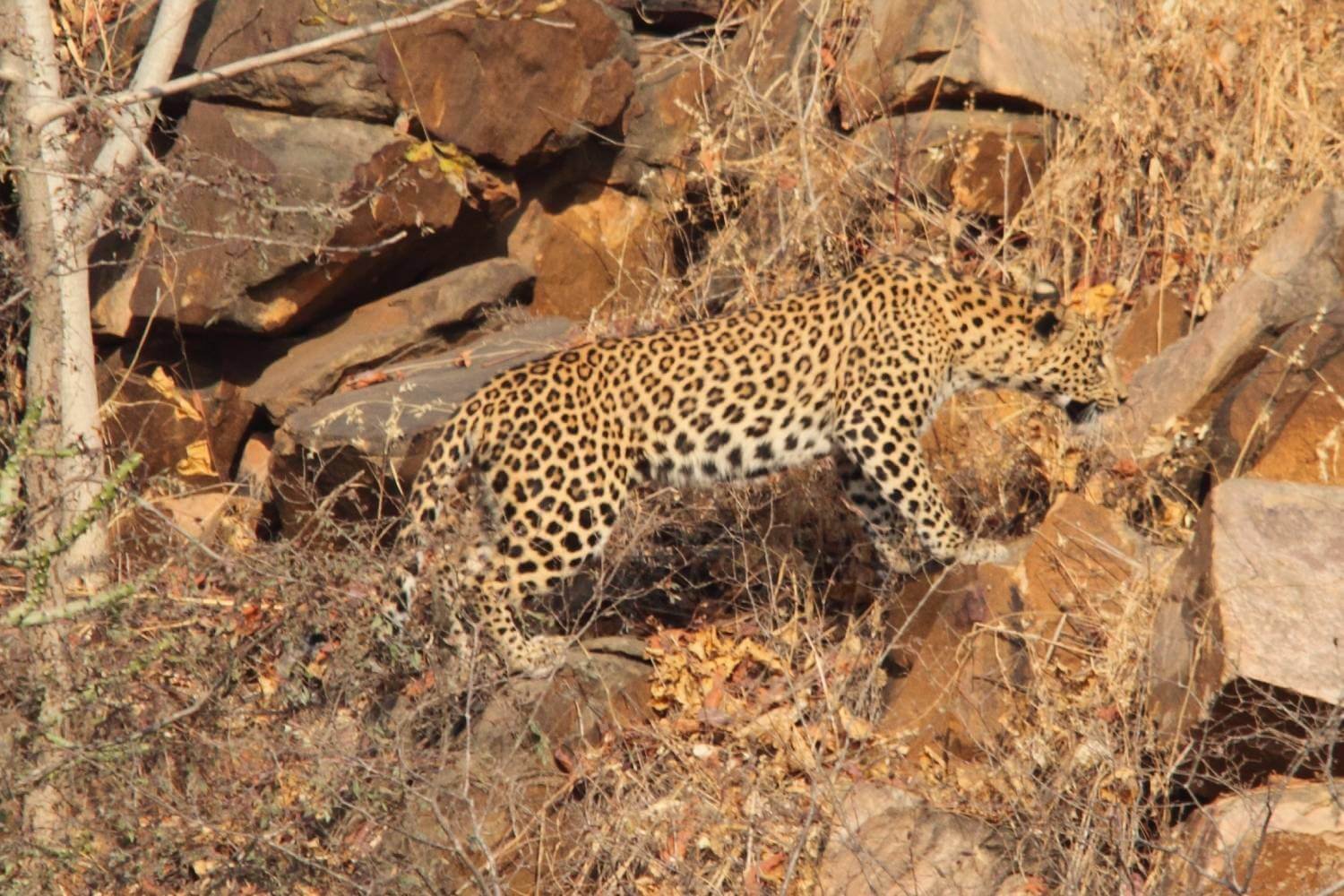 Ranthambore Leopard