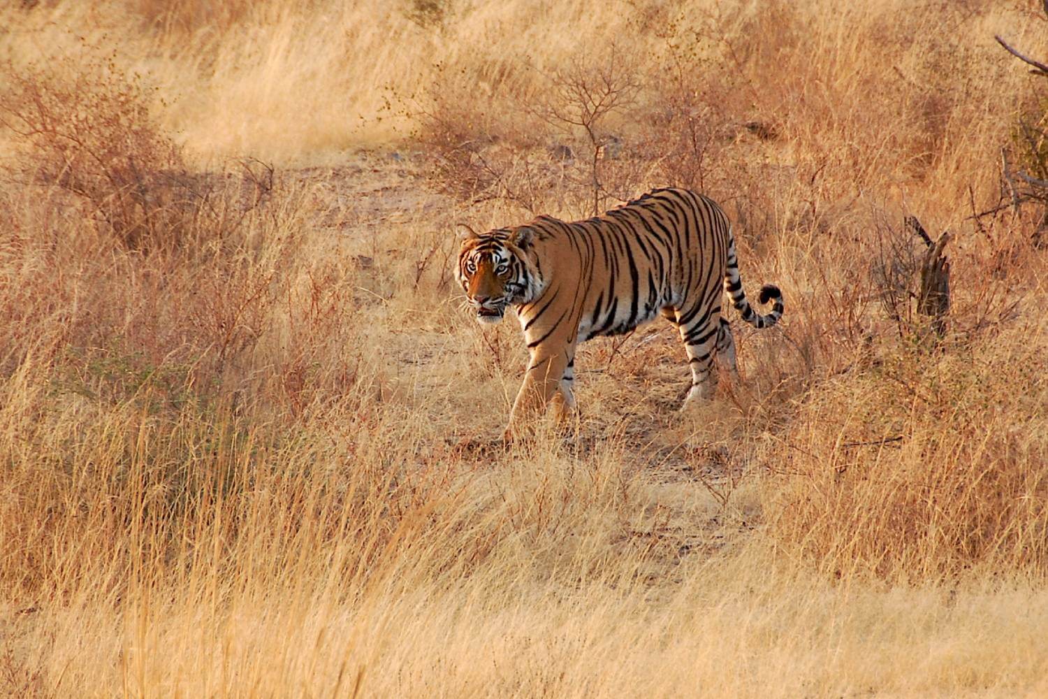 Ranthambore Tige Reserve Rajasthan