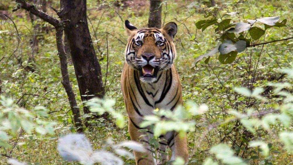 Ranthambore Tiger Reserve- Jungle Safari