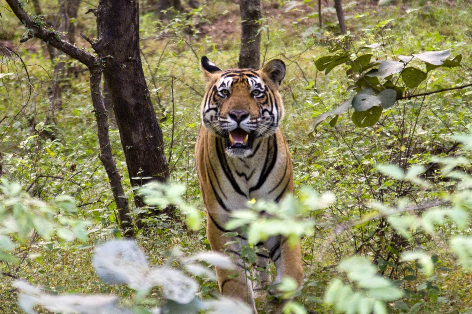 ranthambore safari animals