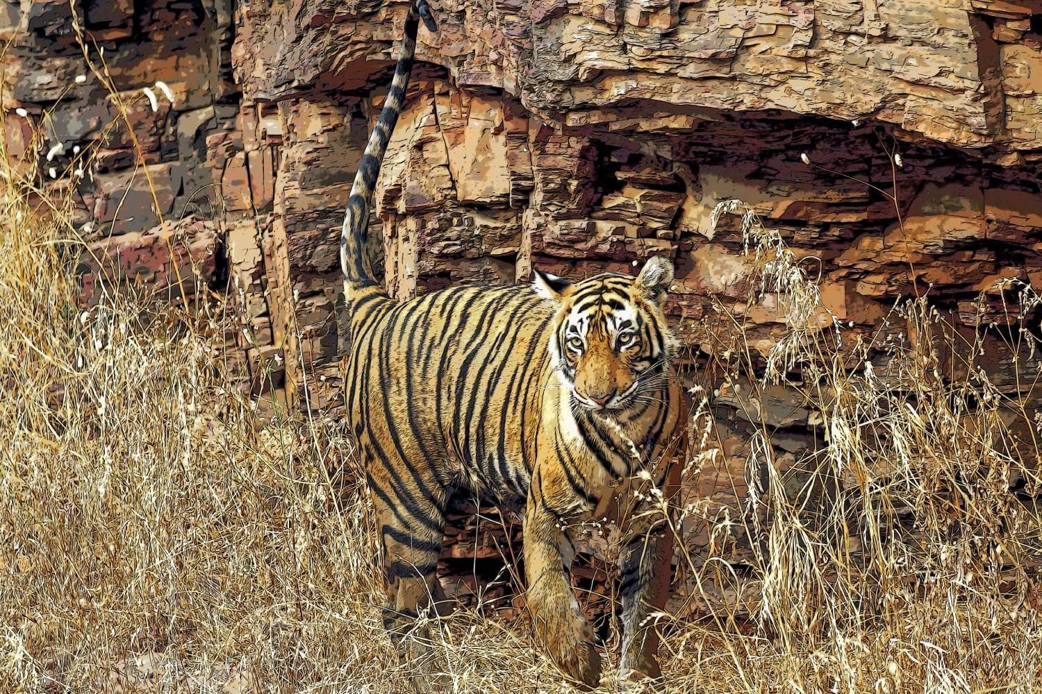 Ranthambore Tiger Safari