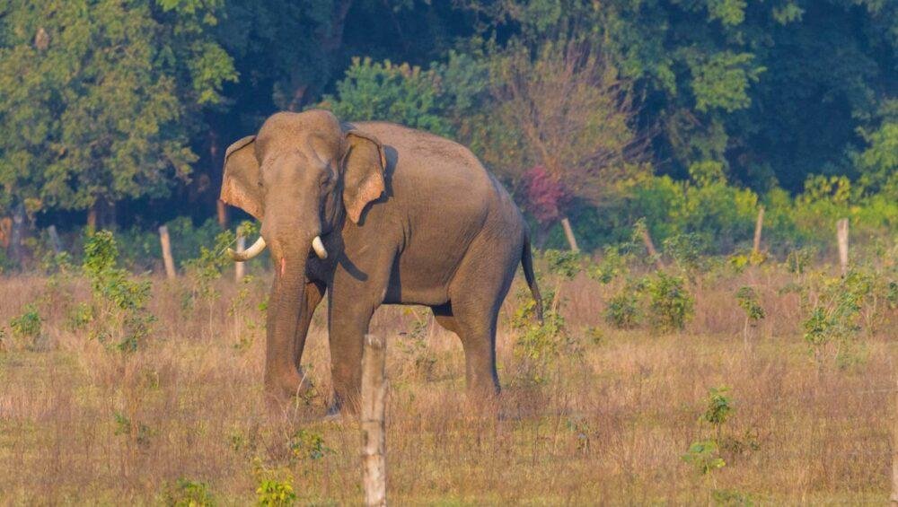 Rajaji National Park Jungle Safari
