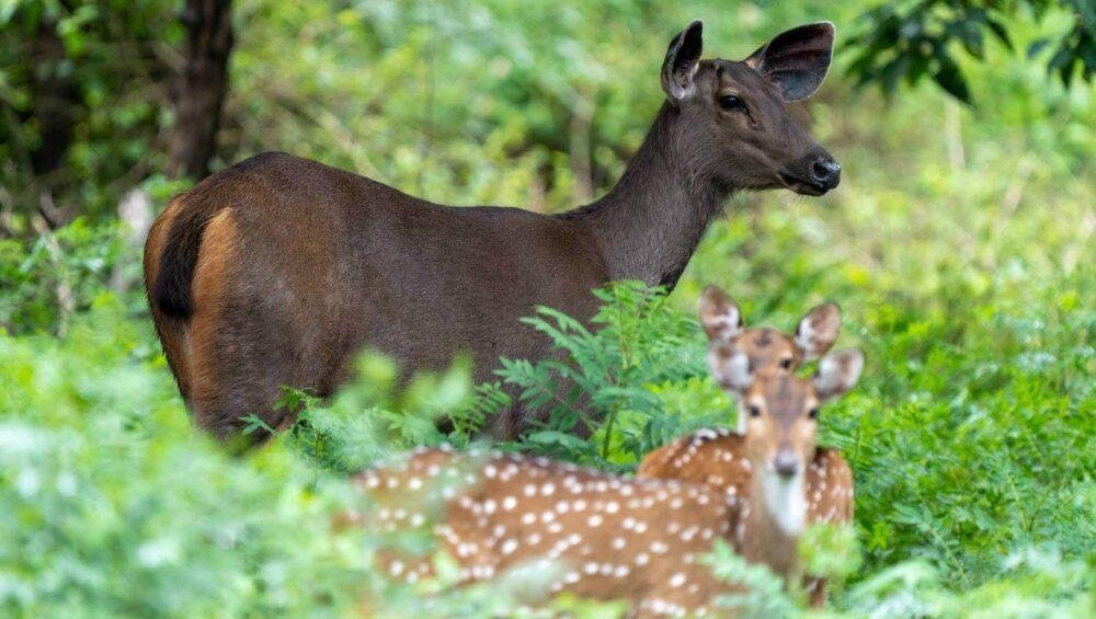 Sambar Deer at Nagarhole National Park