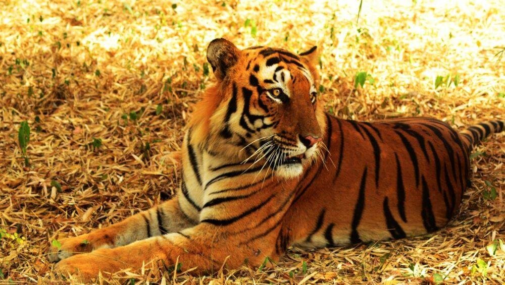 Sariska National Park Tiger