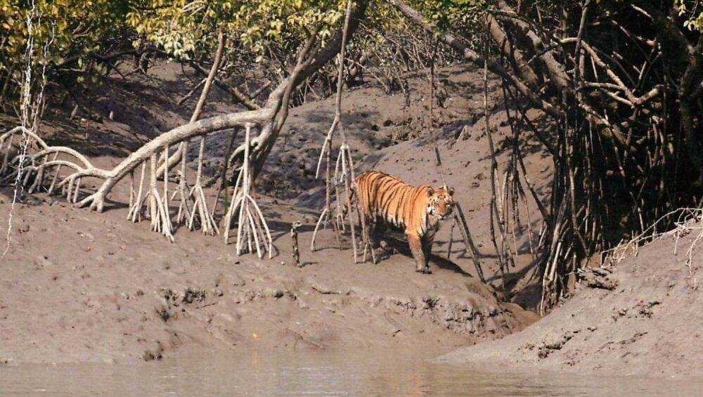 Sunderban National Park Tiger