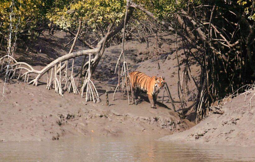 Sundarban National Park Wildlife Tour