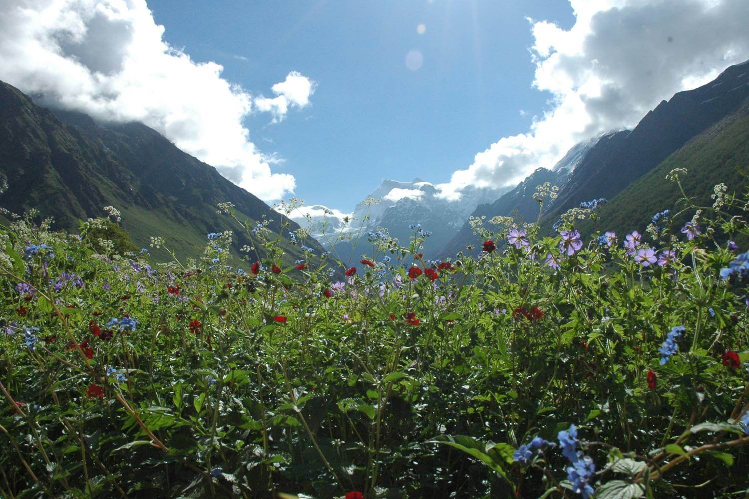 Valley of Flowers National Park