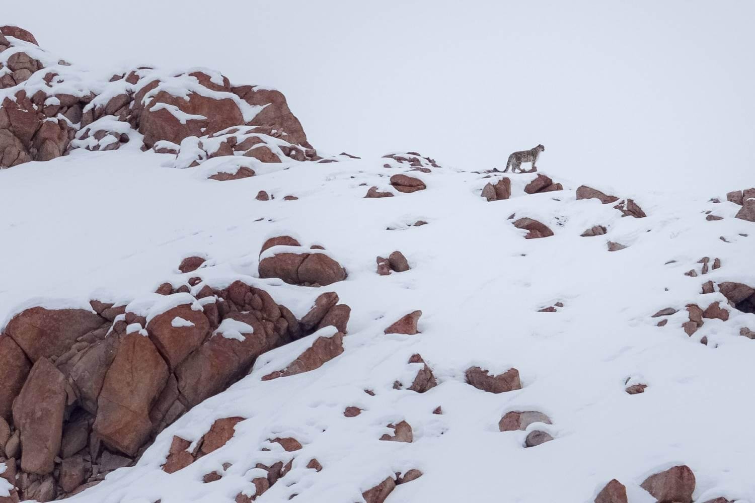 Ladakh Snow Leopard Trek