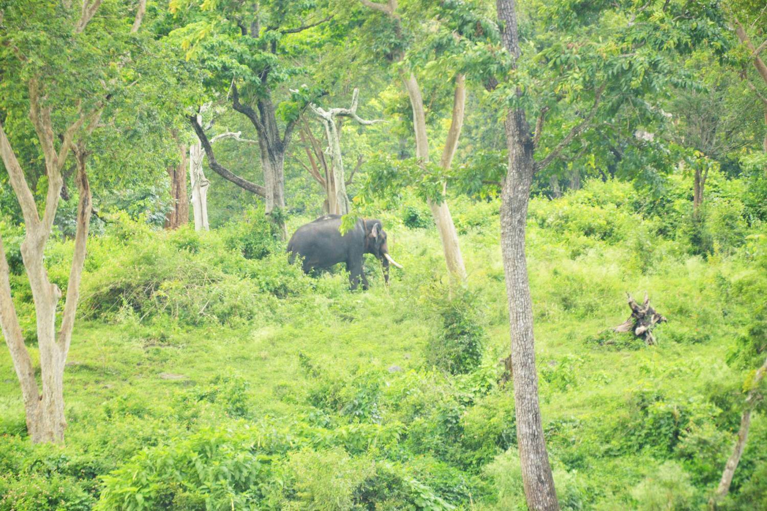 Mudumalai National Park Tamil Nadu