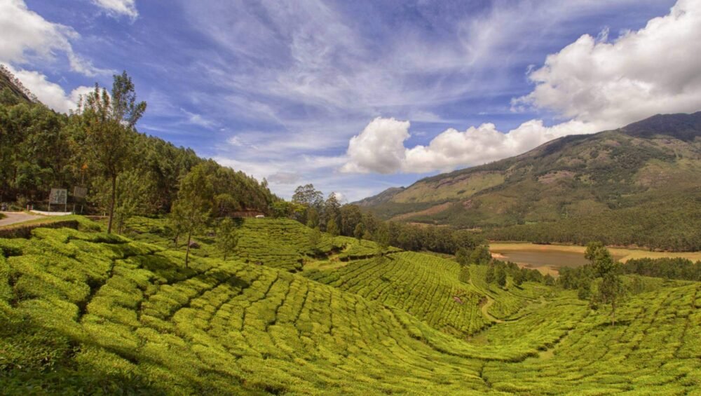 Munnar Tea Garden- Munnar Kerala Tour