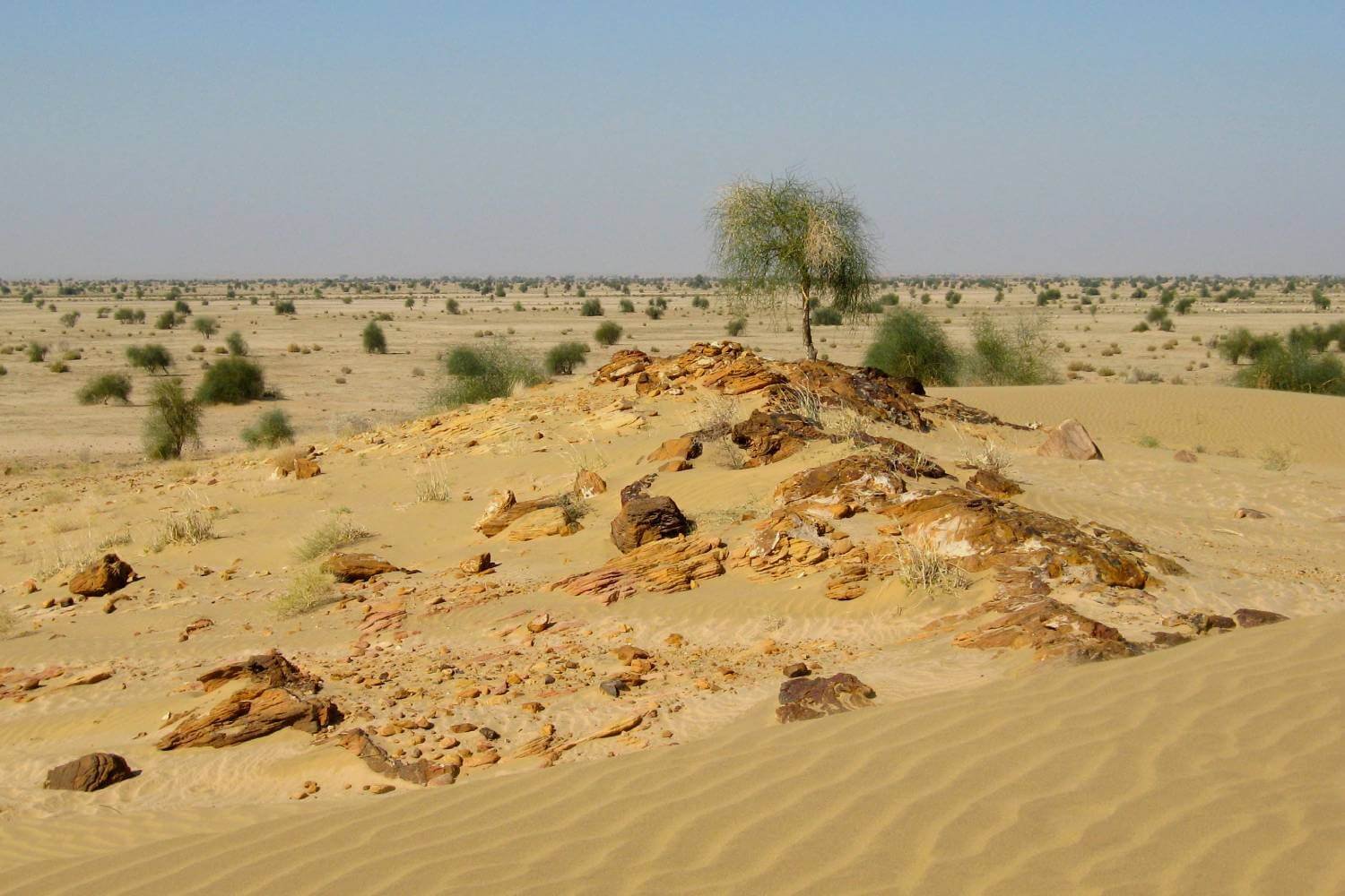 Desert National Park Jaisalmer