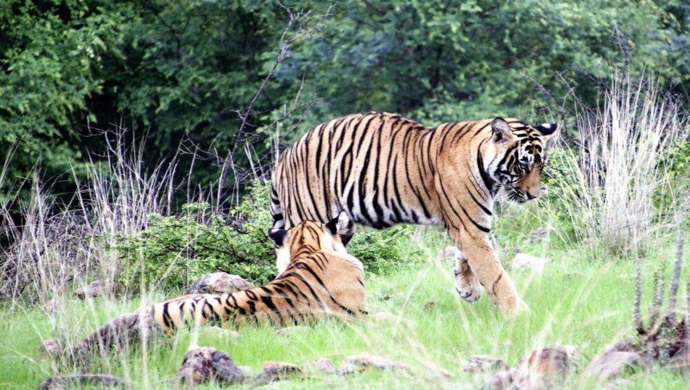 Ranthambore Park Tiger