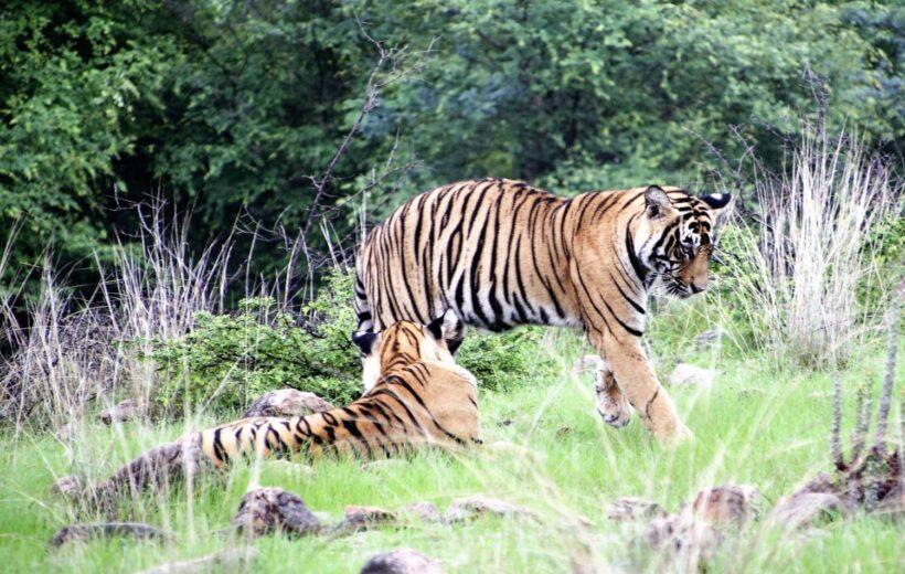 Ranthambore Tour Package from Jaipur