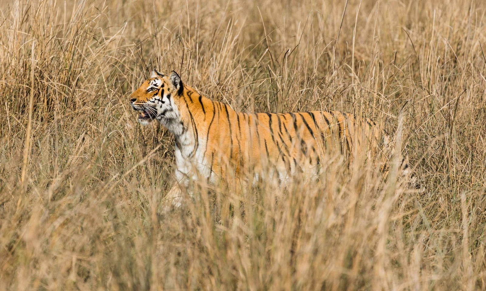 Jim Corbett National Park