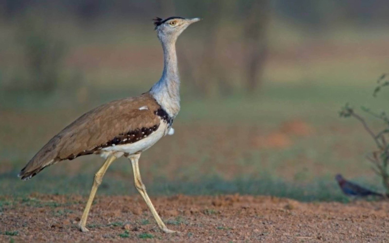 Great Indian Bustard Bird