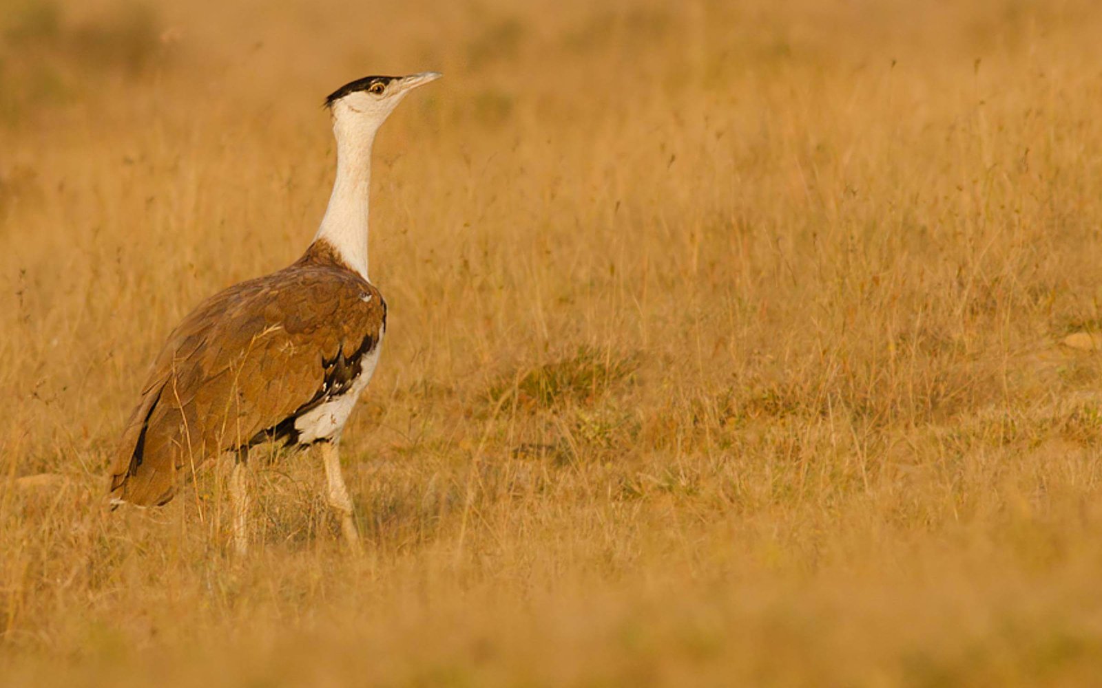 Great Indian Bustard