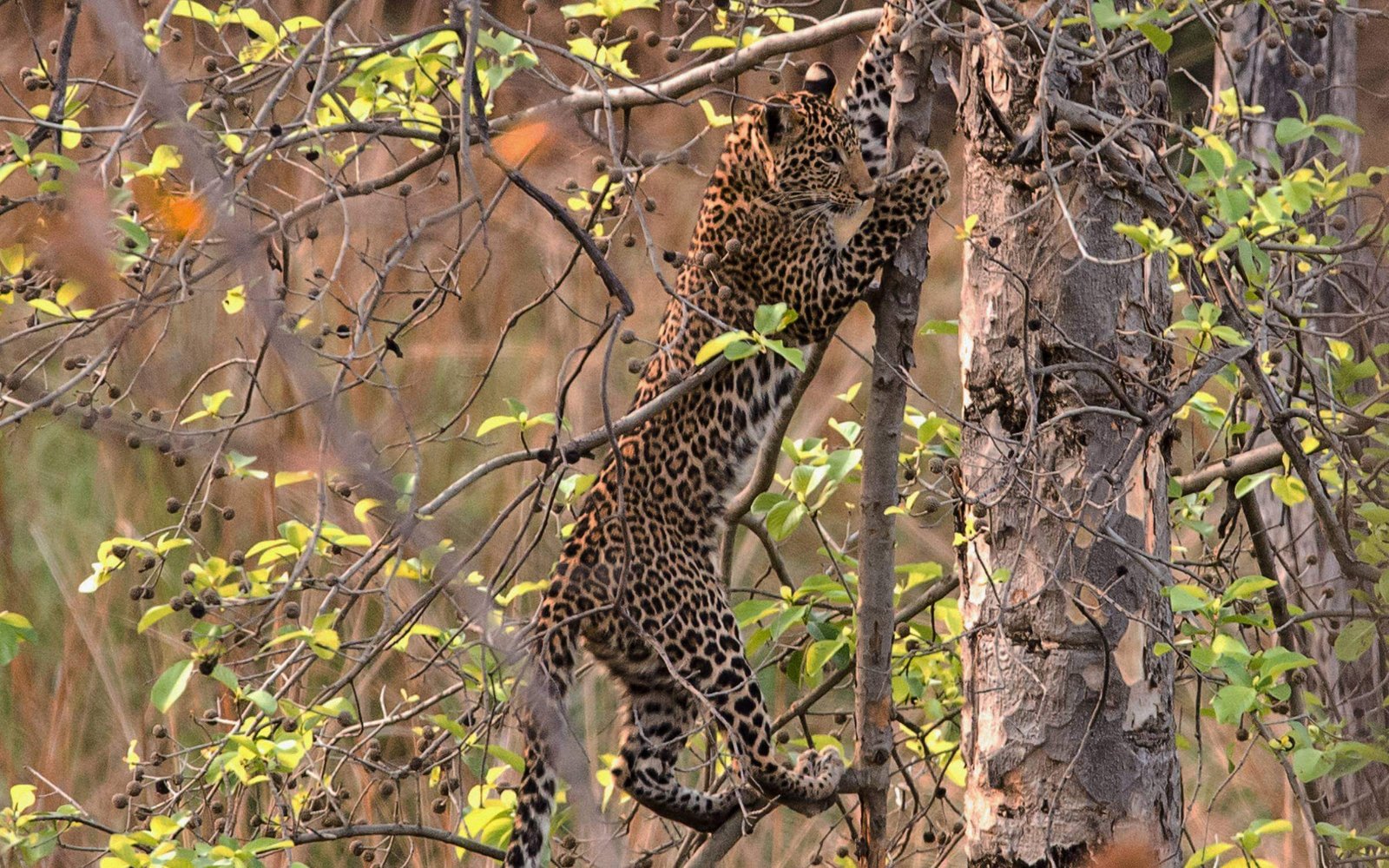 Leopard Madhya Pradesh