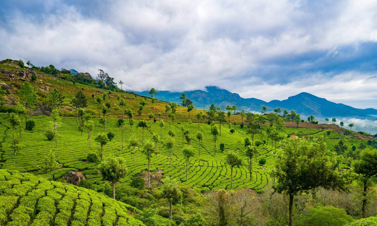 Munnar Kerala