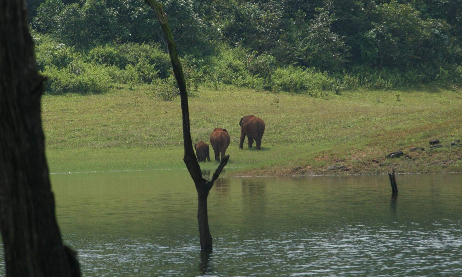 Periyar National Park Kerala