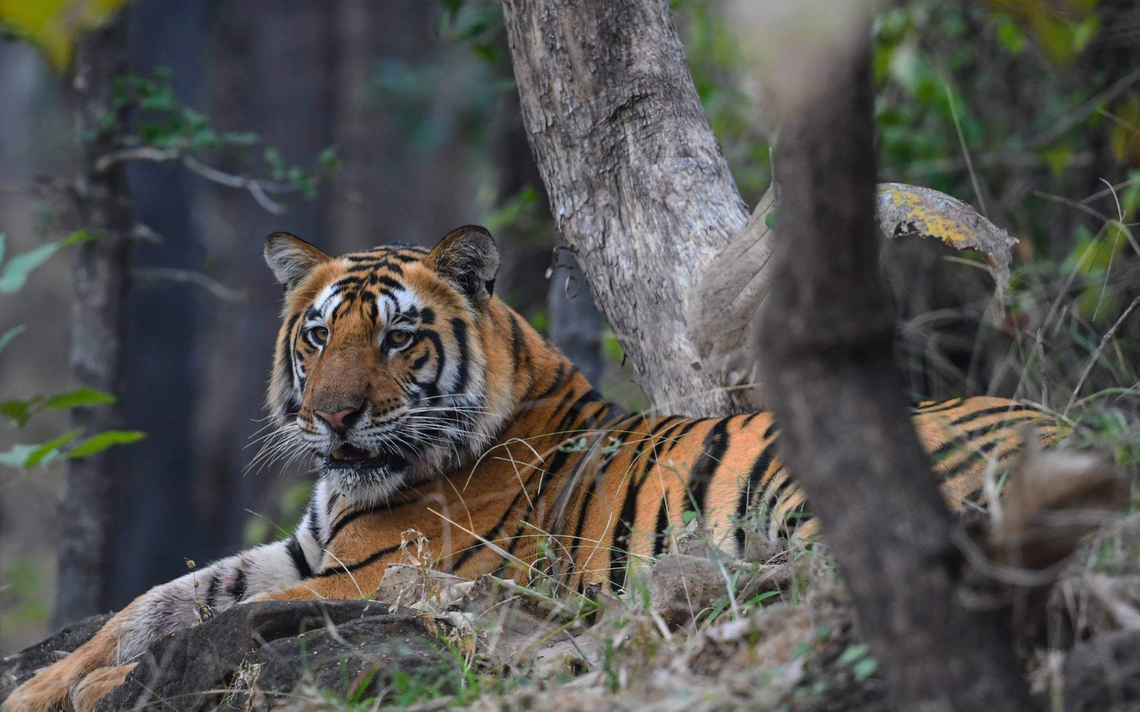 Satpura National Park MP