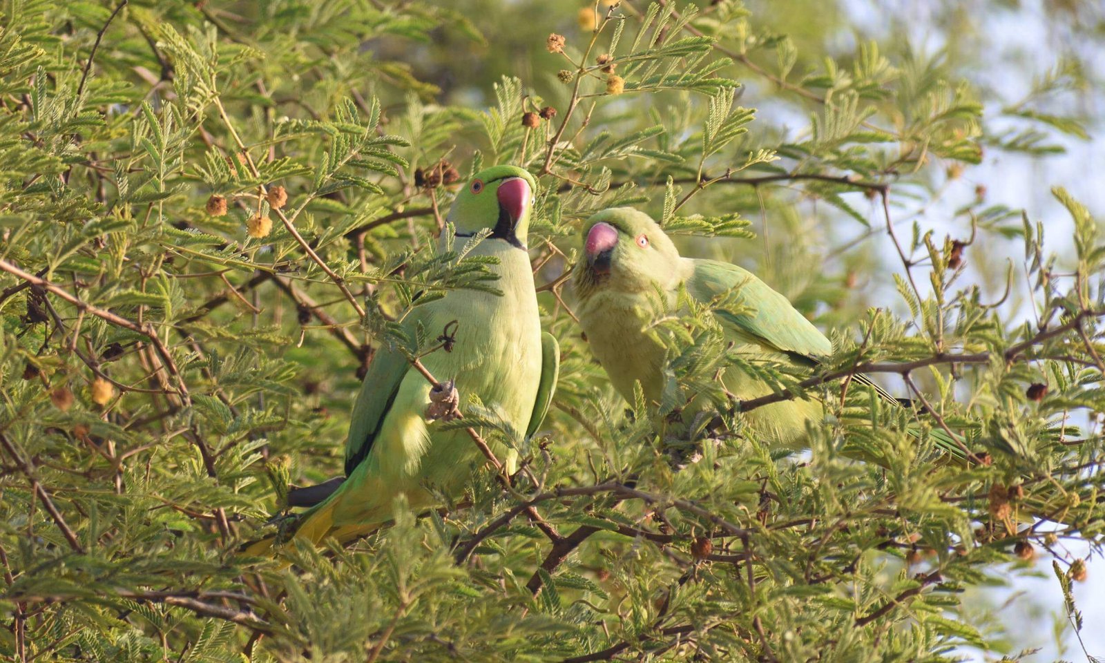 Bharatpur Bird