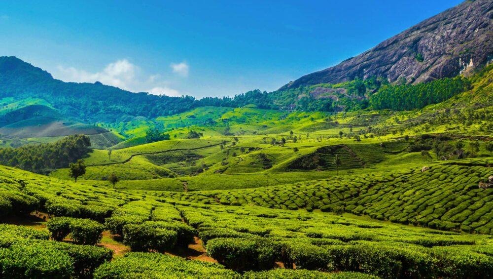 Munnar Tourism Kerala