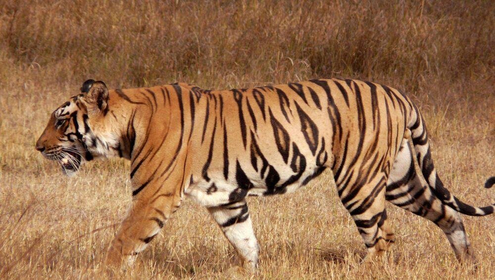Bandhavgarh National Park Tiger