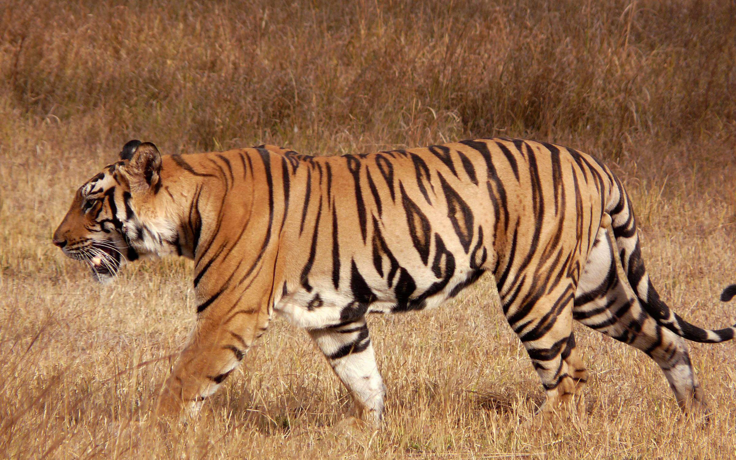 Bandhavgarh National Park Tiger