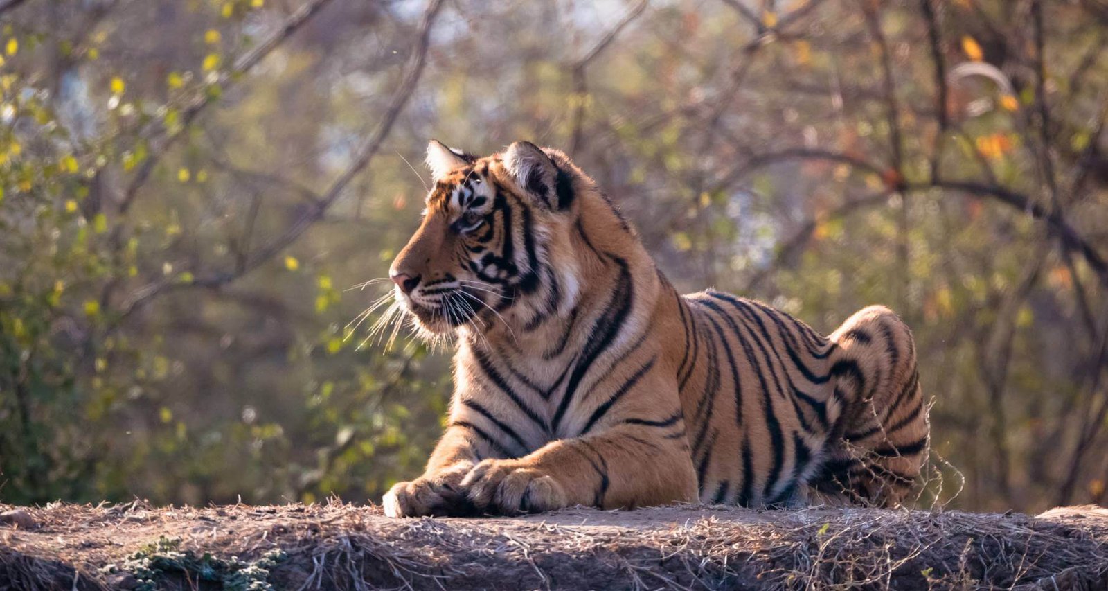 Ranthambore National Park Tiger