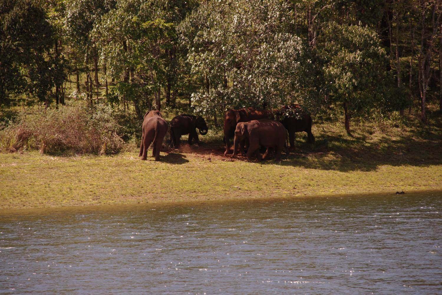 Thekkady Wildlife Sanctuary