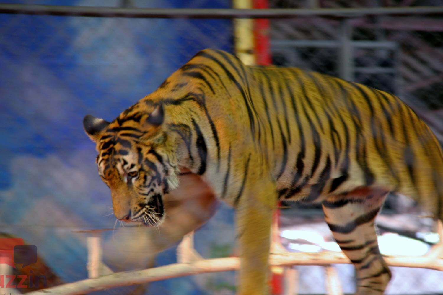 Sriracha Tiger Zoo Pattaya Thailand
