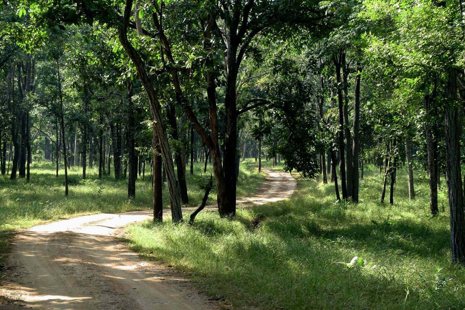 Pench National Park Forest