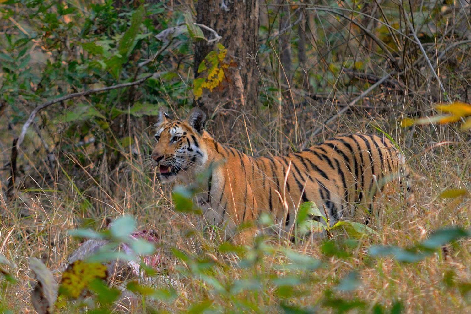 Pench National Park Madhya Pradesh