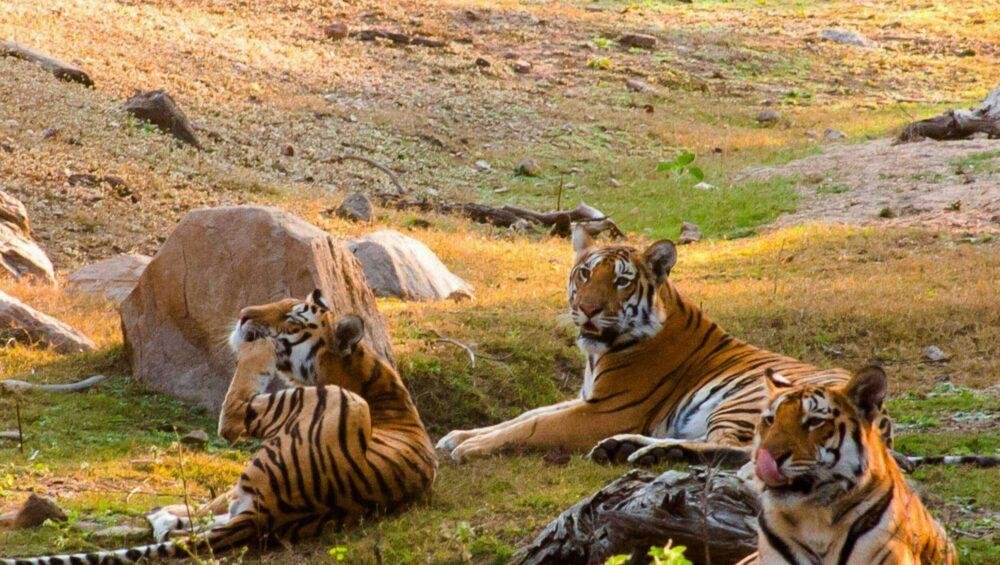 Pench Tiger Reserve