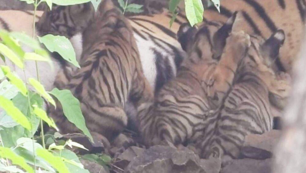 T-84 New Born Cubs in Ranthambore