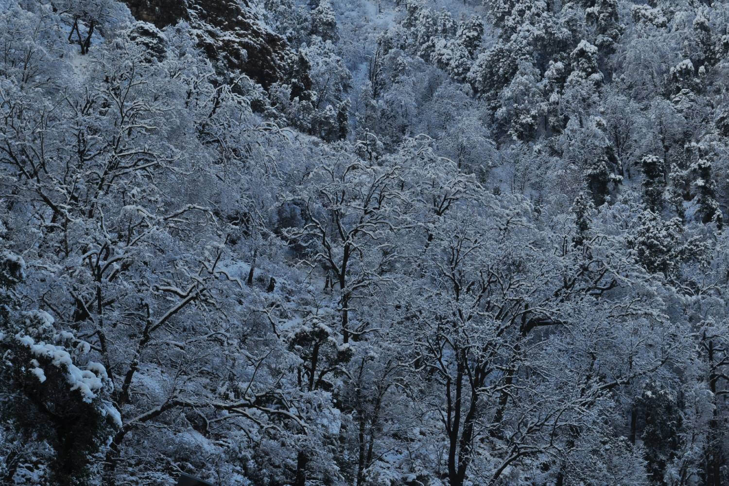 Dodital Forests in Winter