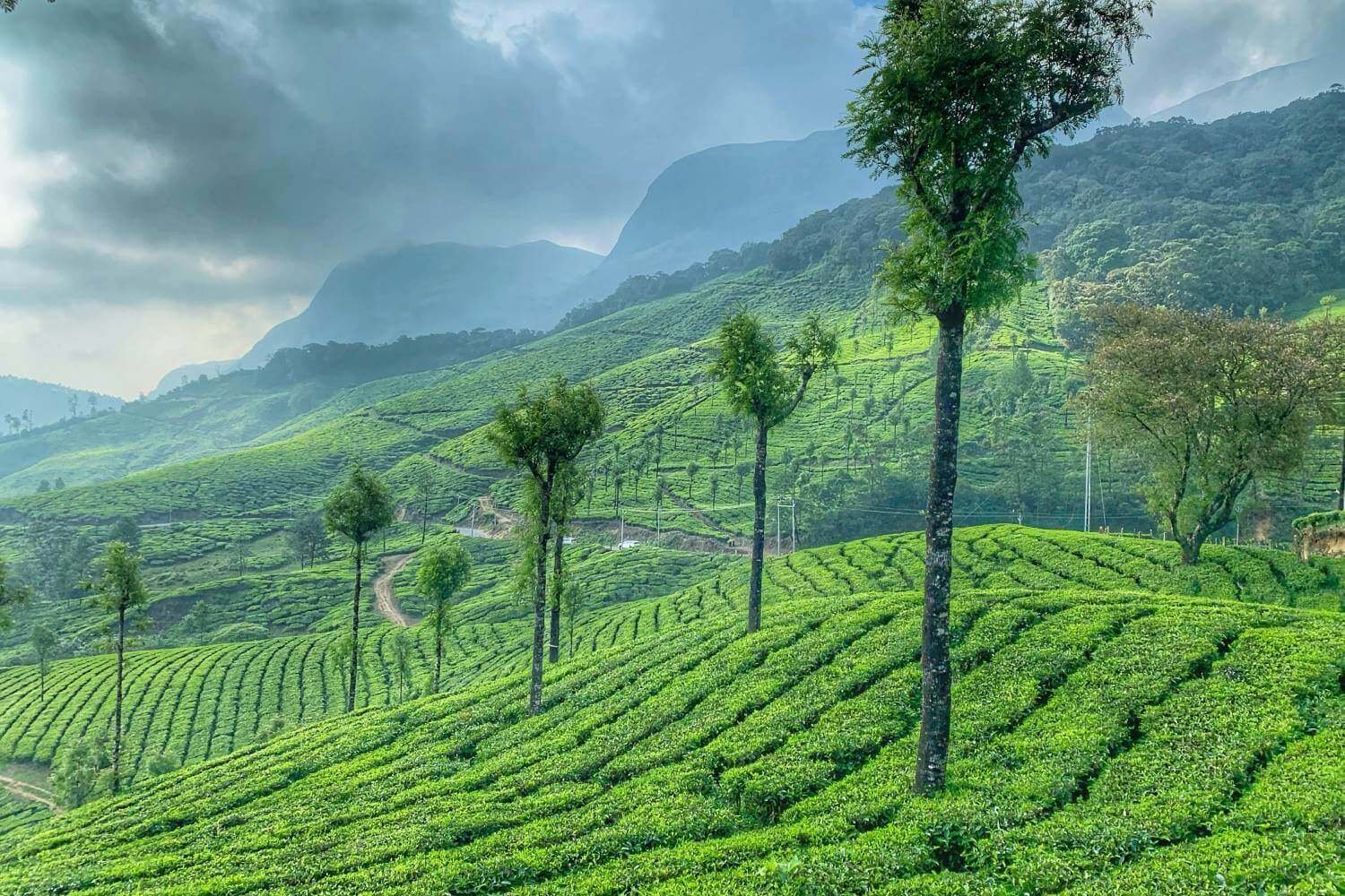 Munnar Hill Station Kerala