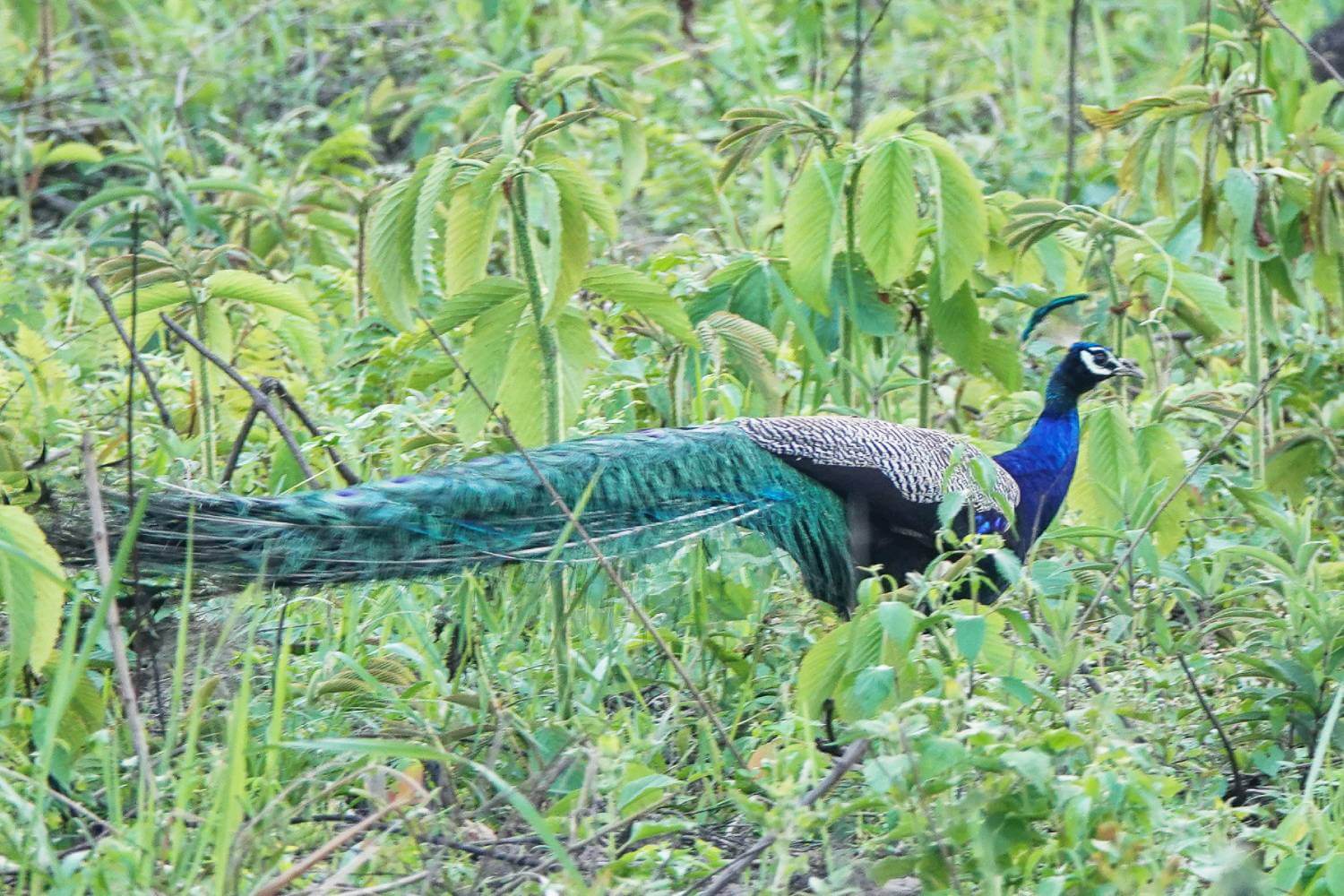 Birding Manas National Park