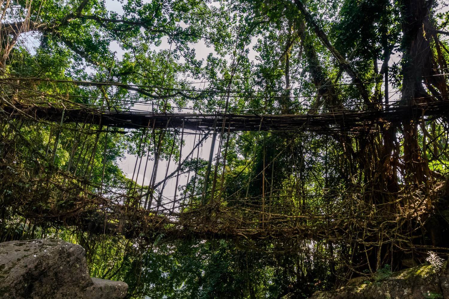 Kudengrim Living Root Bridge