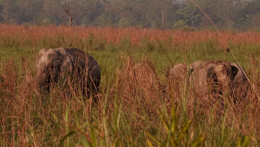 Manas National Park Assam