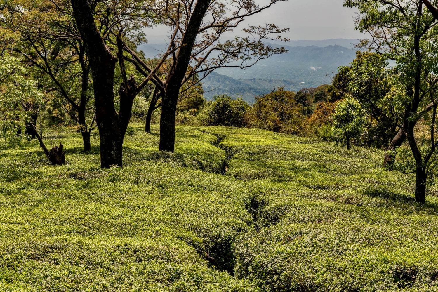 Tea Garden