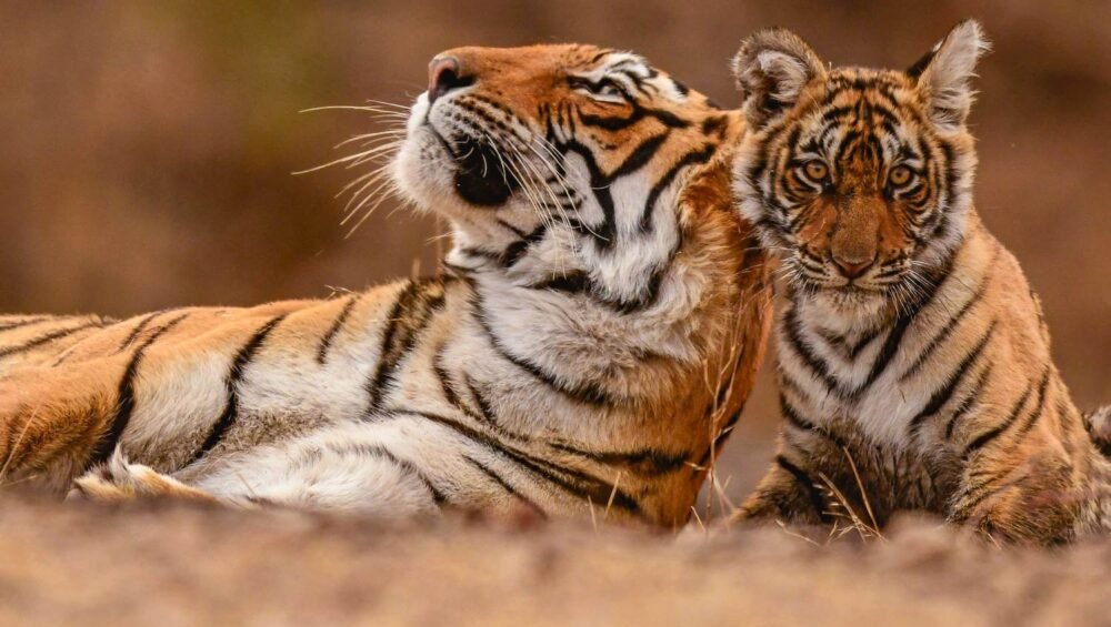 Wildlife Tour India