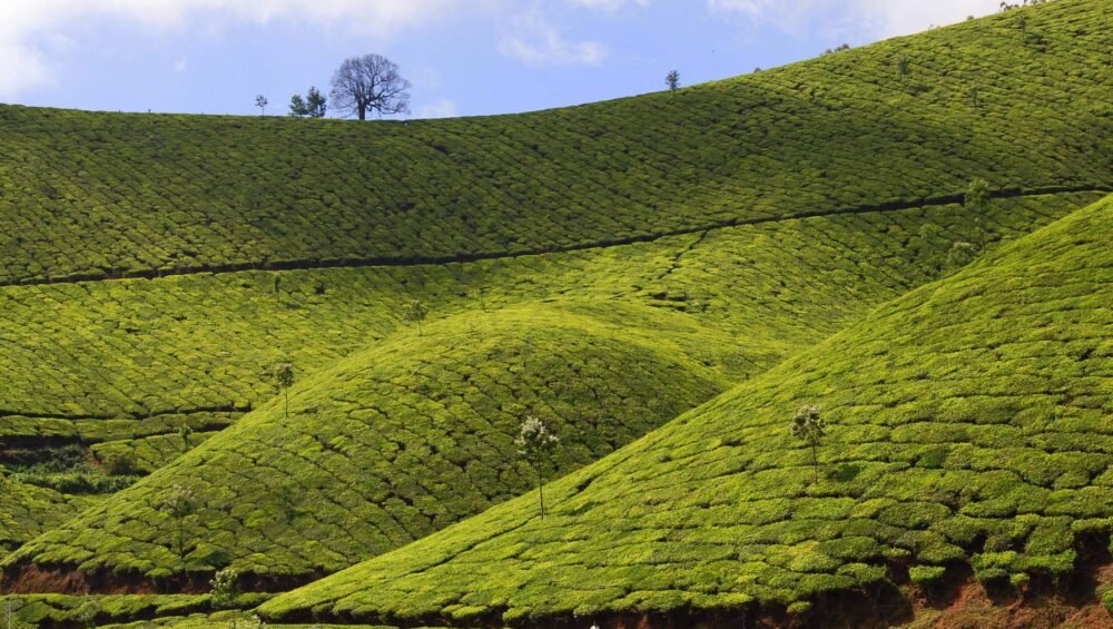 Munnar Tea Plantation- Kerala Tour